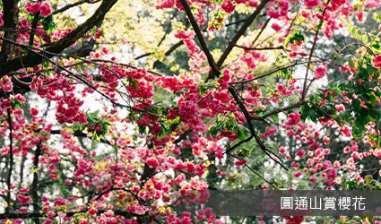 圓通山賞櫻花